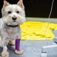 DR. VET Lazdynų gyvūnų ligoninė 