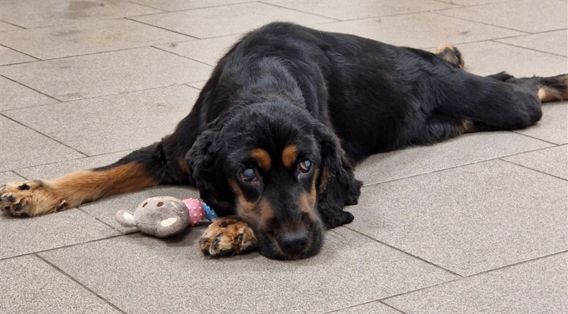 OH MY DOG šunų ir kačių kirpykla