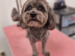 OH MY DOG šunų ir kačių kirpykla