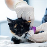 DR. VET Žalgirio klinika 