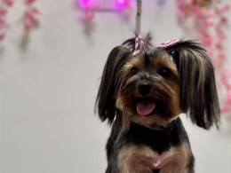 OH MY DOG šunų ir kačių kirpykla