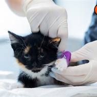 DR. VET Žalgirio klinika 