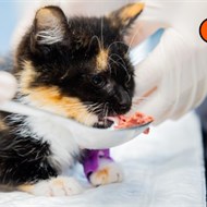 DR. VET Aumura