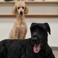 OH MY DOG šunų ir kačių kirpykla