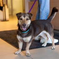 DR. VET Šeškinės g. 