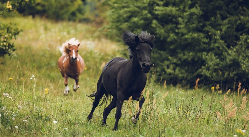 Laisvalaikio Žirgai