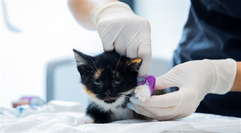 DR. VET Aumura