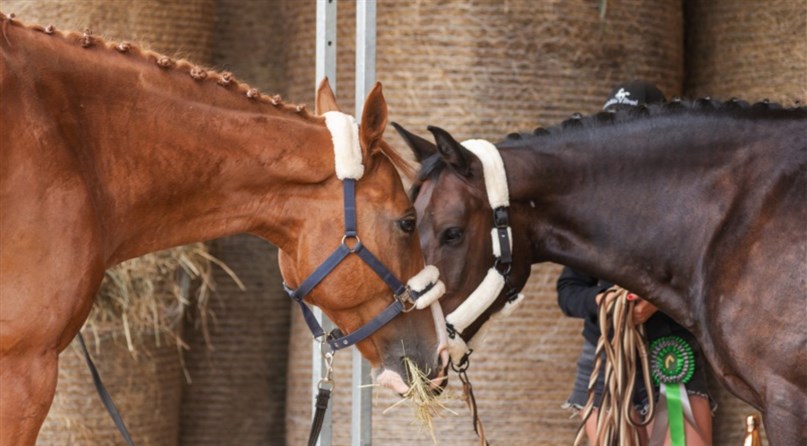 Laisvalaikio Žirgai