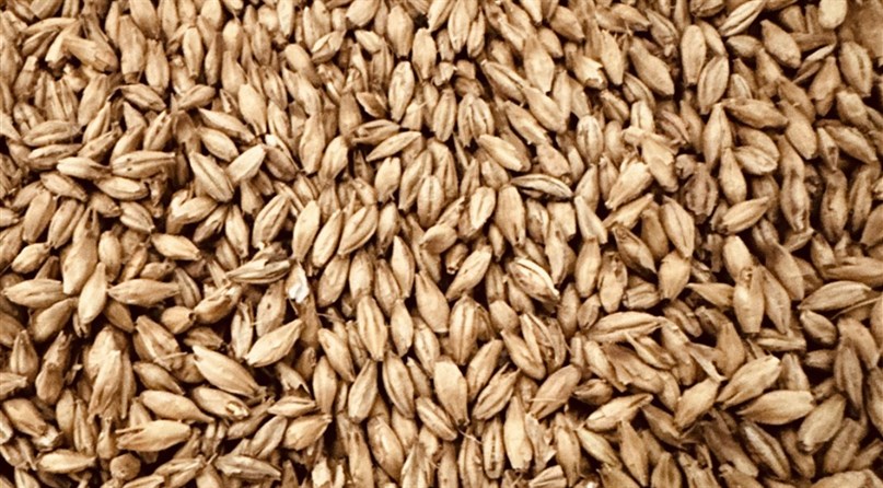 Alaus darykla „Leičių Memelhaus“