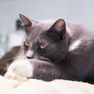 DR. VET Lino klinika