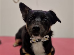 OH MY DOG šunų ir kačių kirpykla