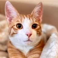 DR. VET Liepkalnio g. 